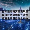 你知道老鸭窝里出凤凰是指什么动物吗？老鸭窝里出凤凰指什么动物